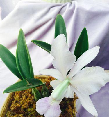 探寻野生兰花的花语之美（与大自然对话）