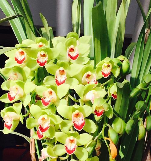 探寻野生兰花的花语之美（与大自然对话）