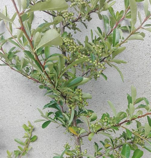 火棘冬天落叶正常吗？如何处理火棘冬季落叶问题？