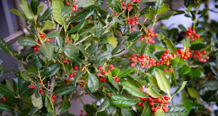 火棘冬天落叶正常吗？如何处理火棘冬季落叶问题？