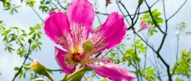 珠海市花——荷花之美（探寻荷花的意义与价值）