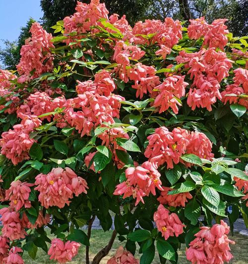 珠海市花——荷花之美（探寻荷花的意义与价值）