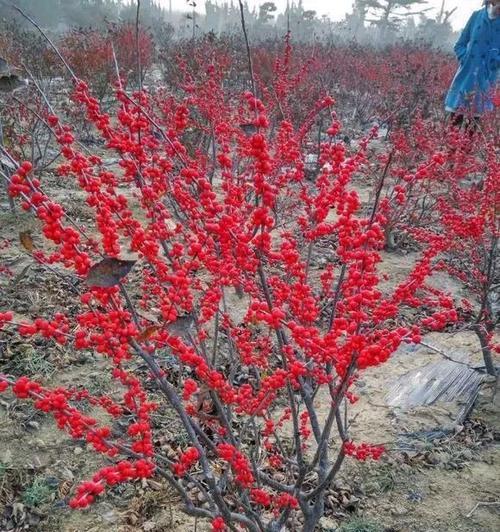 火棘冬天落叶正常吗？如何处理火棘冬季落叶问题？