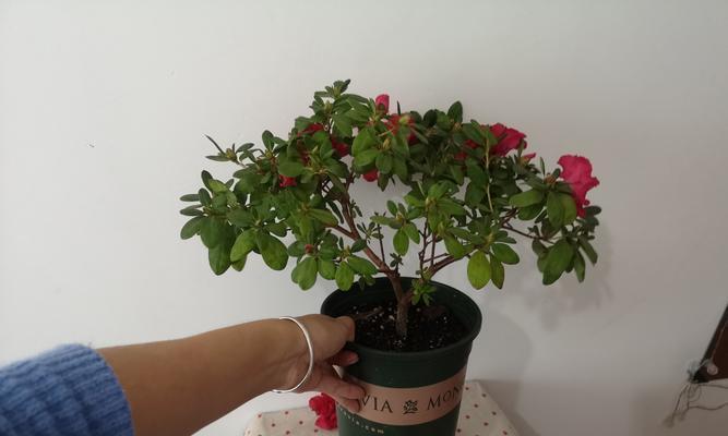 杜鹃花的风水寓意与注意事项——招财纳福的花卉（风水宝物杜鹃花）