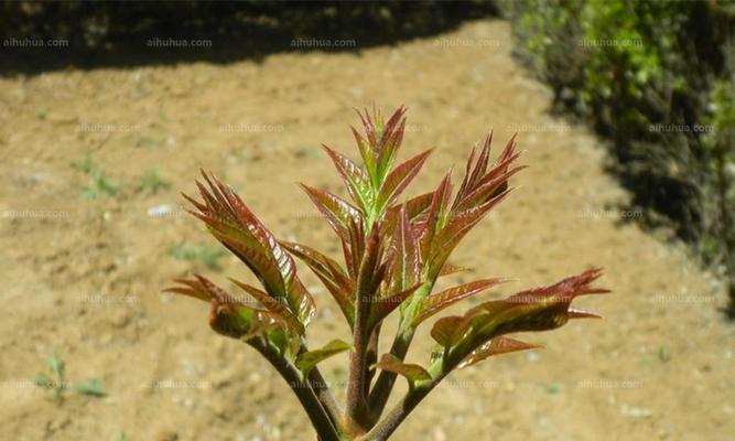 香椿树最佳剪枝时间是什么时候？如何修剪才能促进发芽？