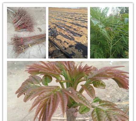 香椿树最佳剪枝时间是什么时候？如何修剪才能促进发芽？