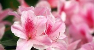 杜鹃花的风水寓意与注意事项——招财纳福的花卉（风水宝物杜鹃花）