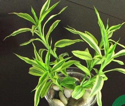 以巴西美人铁的花语——寓意与象征（探索巴西美人铁的花语秘密）