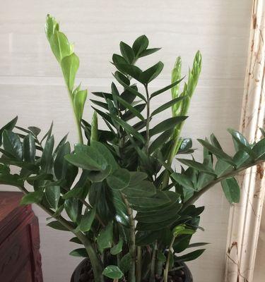 以巴西美人铁的花语——寓意与象征（探索巴西美人铁的花语秘密）