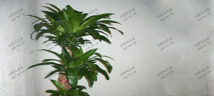 以巴西美人铁的花语——寓意与象征（探索巴西美人铁的花语秘密）