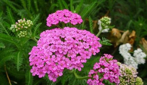 樱水晶花语与相关寓意（探索樱水晶的神秘力量）