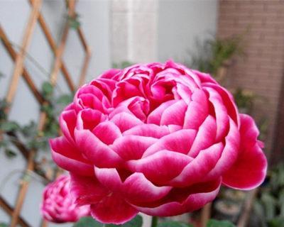 樱水晶花语与相关寓意（探索樱水晶的神秘力量）