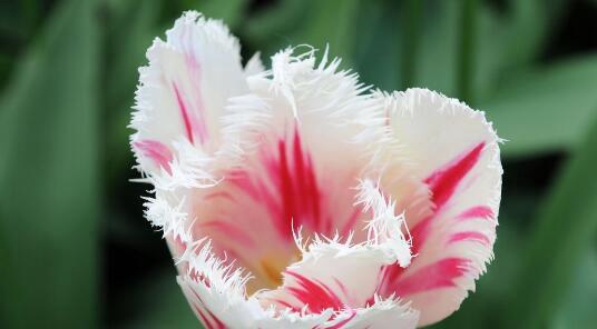 樱水晶花语与相关寓意（探索樱水晶的神秘力量）