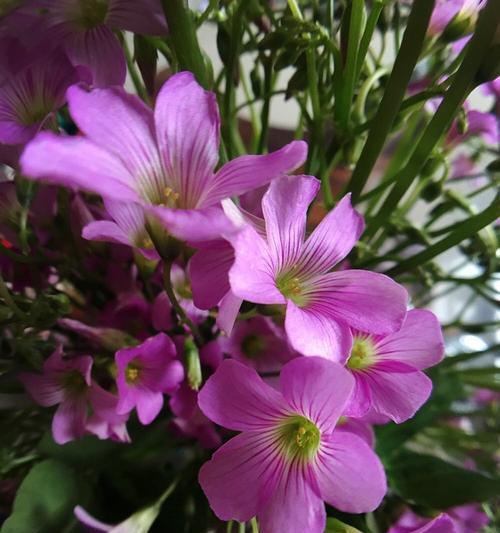 以四叶草的花语探讨幸运成功之道（揭秘四叶草的花语与幸运成功的关联）