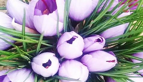 以四叶草的花语探讨幸运成功之道（揭秘四叶草的花语与幸运成功的关联）