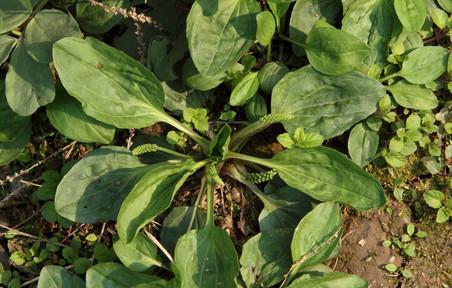 车前子和车前草有什么区别？各自的功效和用途是什么？