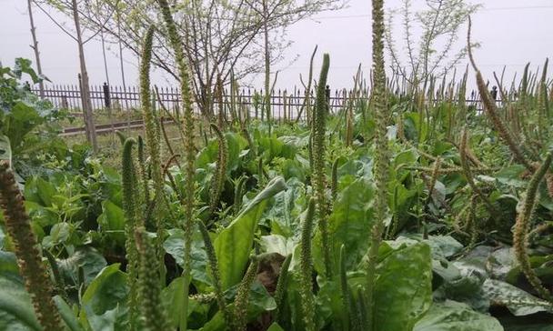 车前子和车前草有什么区别？各自的功效和用途是什么？