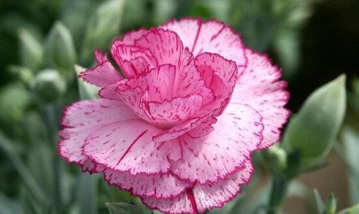 康乃馨的象征意义和精神（探寻康乃馨的美丽与坚强）