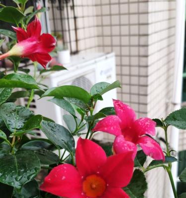 飘香藤什么时候开花？如何促进其开花？