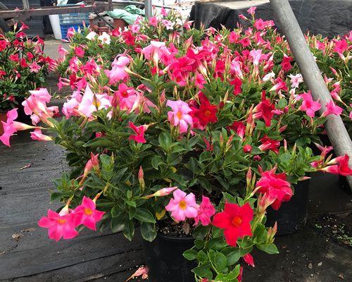 飘香藤什么时候开花？如何促进其开花？