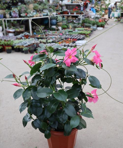 飘香藤什么时候开花？如何促进其开花？