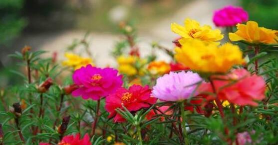 以太阳花花语解析，透露着丰富多彩的含义（探索以太阳花的独特语言）