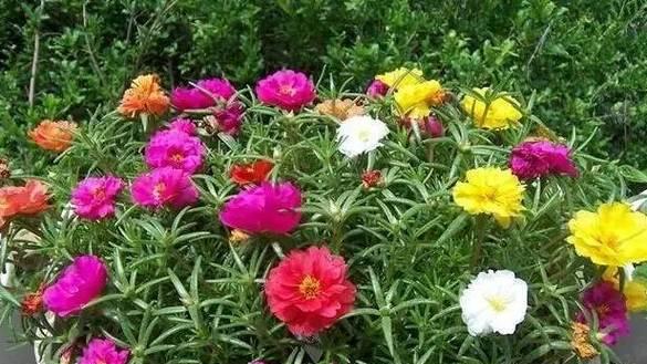 以太阳花花语解析，透露着丰富多彩的含义（探索以太阳花的独特语言）