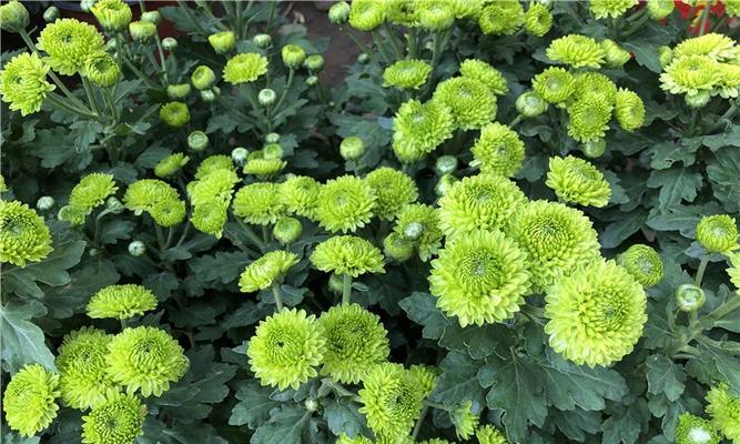 菊花耐寒多少度？如何在低温下保护菊花？