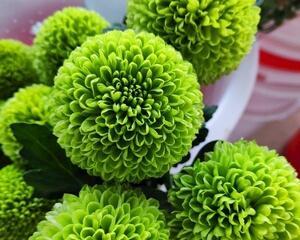 菊花耐寒多少度？如何在低温下保护菊花？