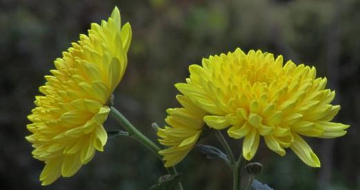 菊花耐寒多少度？如何在低温下保护菊花？