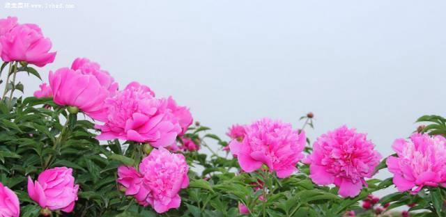 芍药花的象征风水之道（揭示芍药花的寓意与风水禁忌）