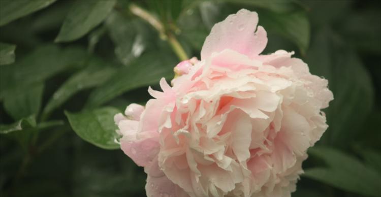 芍药花的象征风水之道（揭示芍药花的寓意与风水禁忌）