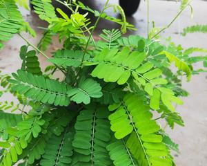 鸡骨草别名有哪些？如何识别鸡骨草？