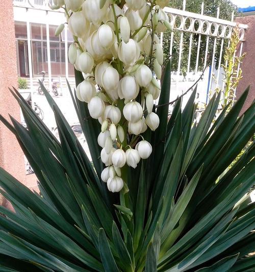 丝兰花语与寓意（探索丝兰花的内涵与象征）