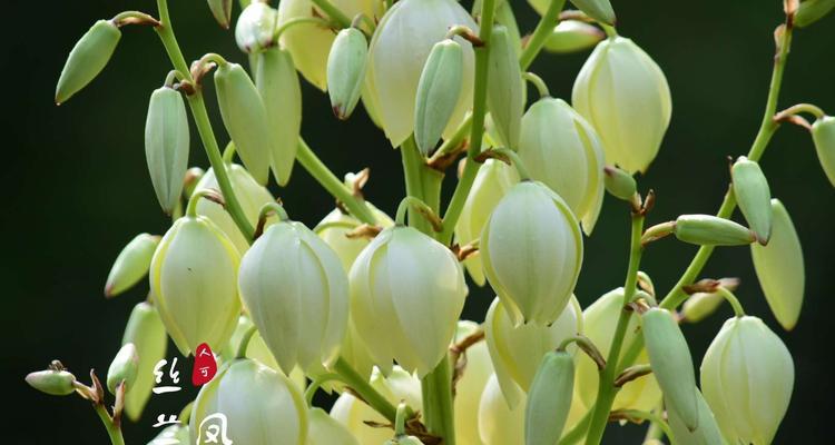 丝兰花语与寓意（探索丝兰花的内涵与象征）