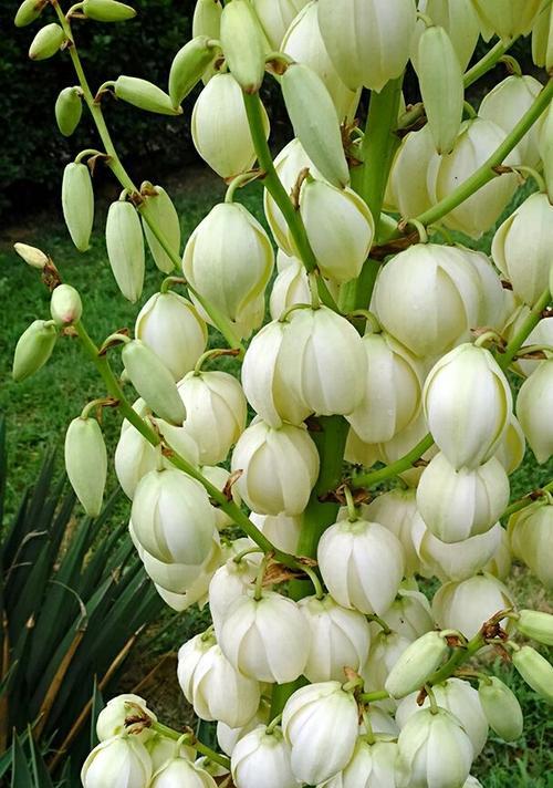 丝兰花语与寓意（探索丝兰花的内涵与象征）