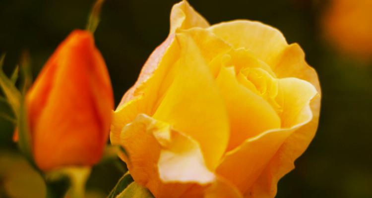 中国月季花语-寓意与文化的绽放(传承千年的花之情语) 中国月季花语-寓意与文化的绽放(传承千年的花之情语)