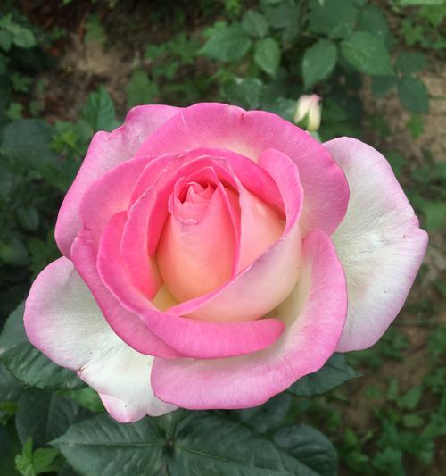 中国月季花语-寓意与文化的绽放(传承千年的花之情语) 中国月季花语-寓意与文化的绽放(传承千年的花之情语)