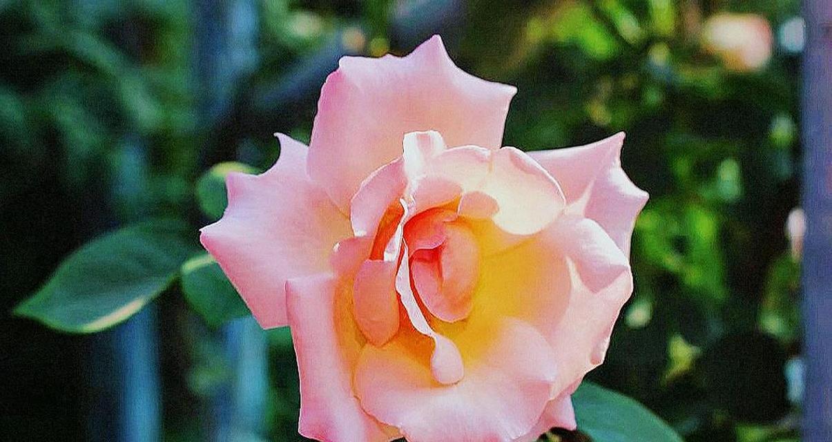 中国月季花语-寓意与文化的绽放(传承千年的花之情语) 中国月季花语-寓意与文化的绽放(传承千年的花之情语)