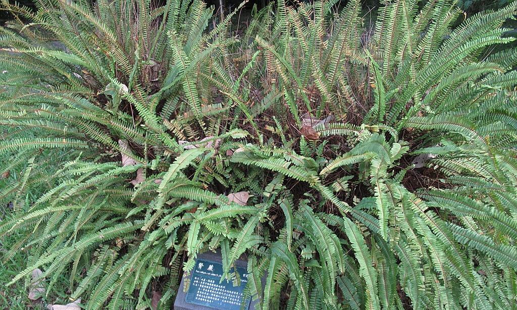 肾蕨属于种子植物吗？它的繁殖方式是什么？