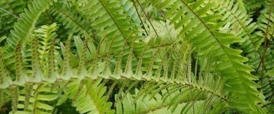 肾蕨属于种子植物吗？它的繁殖方式是什么？