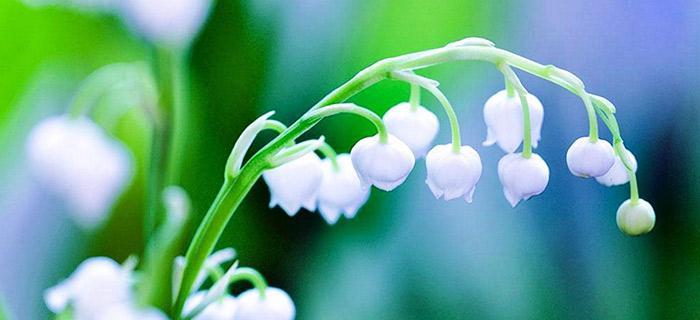 铃兰花语的象征与寓意（探索铃兰花背后的深意）