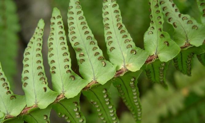 肾蕨属于种子植物吗？它的繁殖方式是什么？