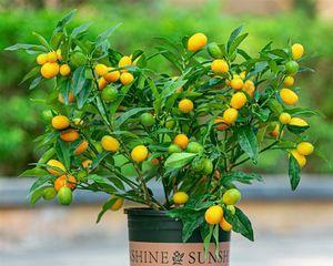 桔子盆栽几年结果？如何加速结果过程？