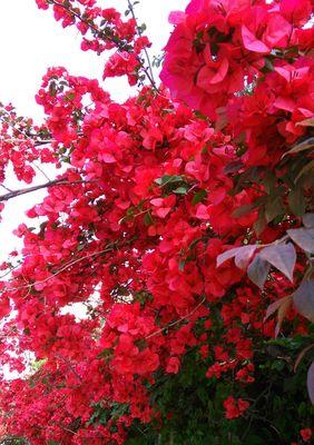 红色三角梅花语下的三角恋（红色三角梅花中的爱恋缠绵）