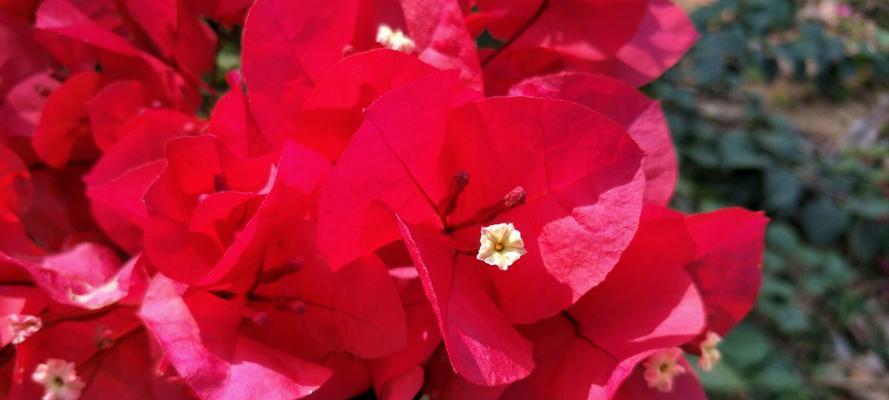 红色三角梅花语下的三角恋（红色三角梅花中的爱恋缠绵）