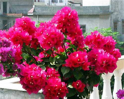 红色三角梅花语下的三角恋（红色三角梅花中的爱恋缠绵）