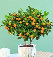 桔子盆栽几年结果？如何加速结果过程？