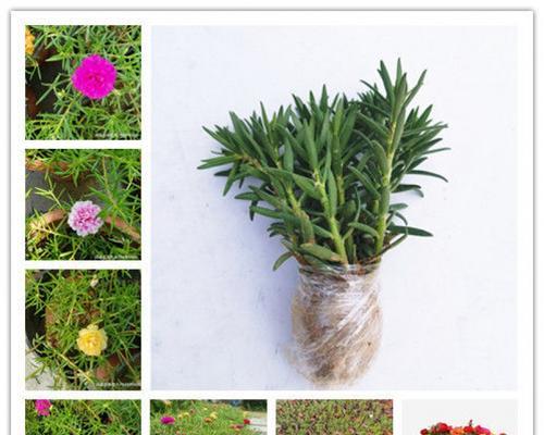 太阳花没根能活吗?无根太阳花的存活技巧是什么?