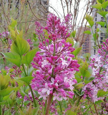丁香花花语——爱情与希望之象征（追寻美好的世界）